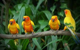 Wallpaper Love Birds