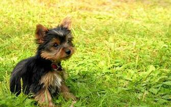 Wallpaper Desktop Puppy Animals