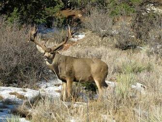 Colorado Mule Deer Wallpaper