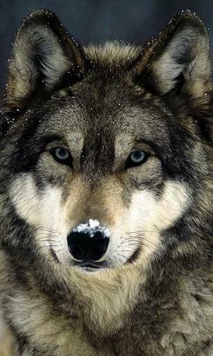 Bigger Wolf HD Live Wallpaper For Android Screenshot
