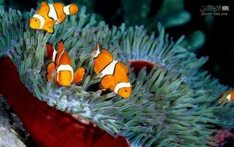 Clownfish Wallpaper