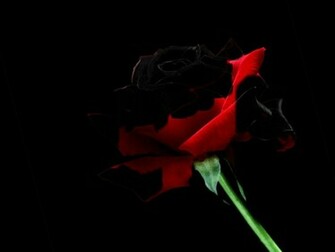 Rose Love Wallpaper Olunaroseo Deviantart Quoteko