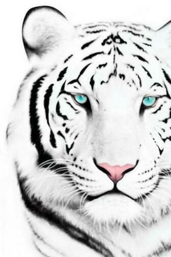 White Tiger iPhone Wallpaper By Supamade09