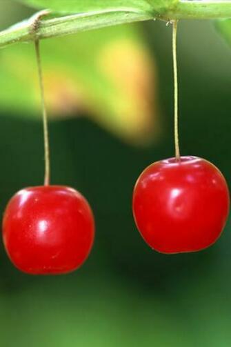 Nice Cherry iPhone HD Wallpaper