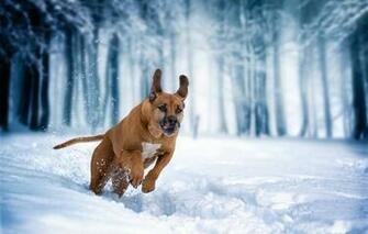 Wallpaper Winter Snow Dog Running Walk Rhodesian Ridgeback