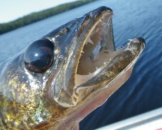 Walleye Wallpaper Teeth