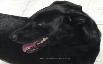 Black Lab Dogs Wallpaper