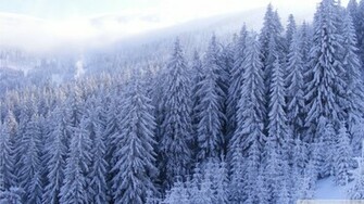 Snowy Forest Wallpaper