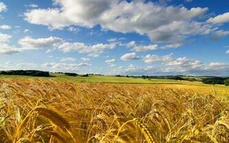 Wheat Crop Fields Nice Look HD Wallpaper Unique