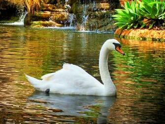 Wallpaper White Swan