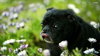 Black Pug HD Wallpaper Background Image
