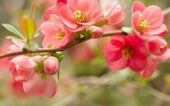 Cute Flowers Wallpaper HD Res