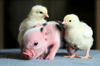 Incredibly Cute Baby Animal Pictures Around The World Abduzeedo