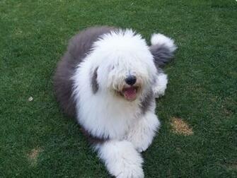 Six Month Old English Sheepdog