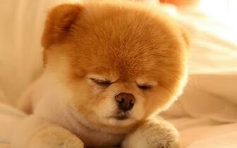 De Pantalla El Perro Hermoso Boo HD Widescreen Gratis Imagenes