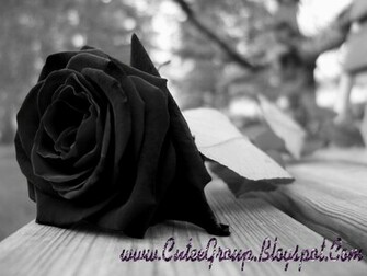 Cute Roses Wallpaper The World Of Fun Cutee Group