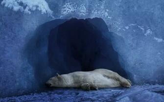 Polar Bear Sleeping In The Ice Cave Desktop Wallpaper
