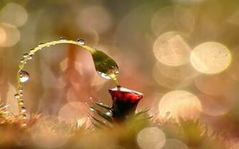 Beautiful Amazing Macro Photography Wallpaper