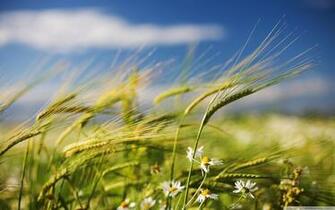Green Wheat Crop UltraHD Wallpaper Printed