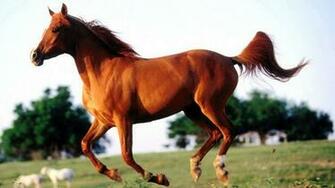 Arabian Horse Background Net