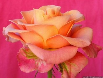Wallpaper Flowers Gardens Background Pretty And Pink