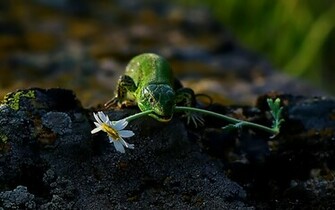 Lizard Wallpaper
