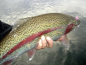 Rainbow Trout Wallpaper Amazing