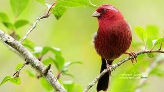Red Bird Wallpaper