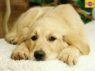 Wallpaper For Golden Retriever Desktop