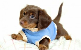 Desktop Wallpaper Puppy Jpg