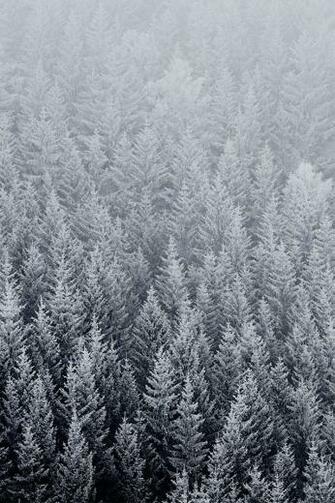 Winter Pine Trees Wallpaper
