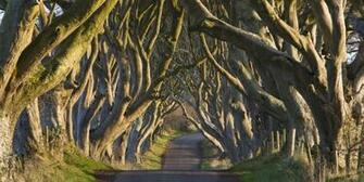 The Dark Hedges In Northern Ireland Wallpaper
