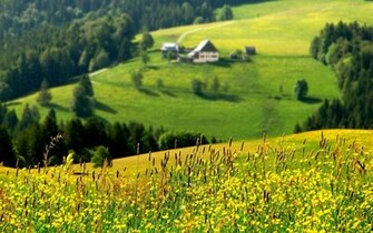 Green Hills Wallpaper