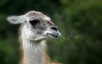 Funny Spitting Llama HD Wallpaper High Definition