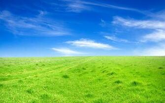 Green Meadow