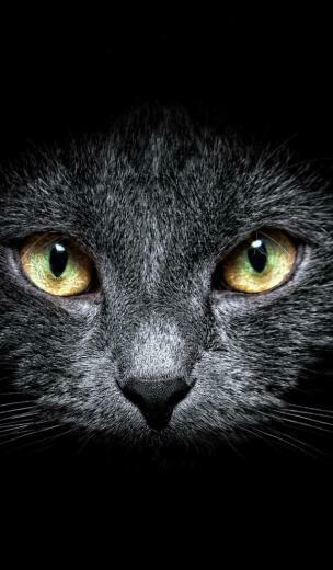 Black Cat In The Dark Wallpaper