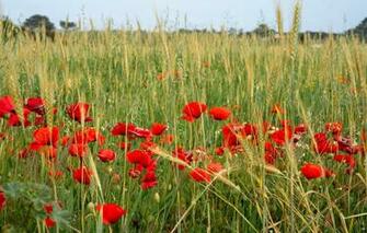Wallpaper Field Flowers Mac Rye Maki Spikelets Red Ears