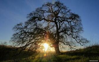 Wallpaper Nature Sunshine And Trees