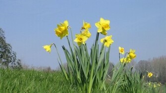 Wallpaper Daffodils Flowers Meadow Grass Spring HD