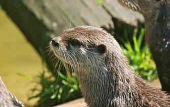 Cute Otter Wallpaper