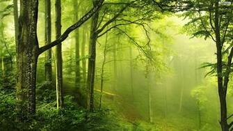Fog Wallpaper HD Image New