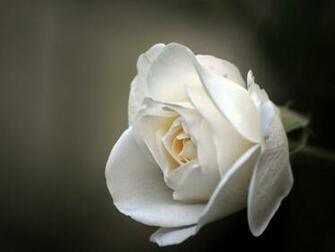 Wallpaper White Rose