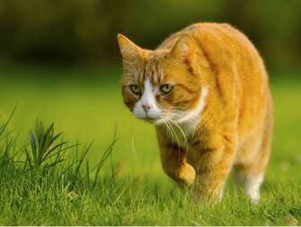 Cat Wallpaper Image Photos Pictures And Background For
