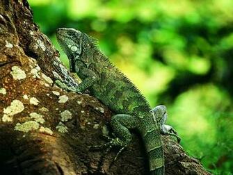 Previous Funny Wallpaper Huge Lizard