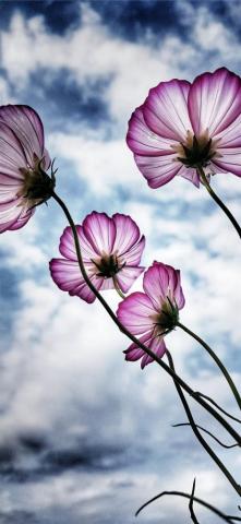 Purple Petaled Flower iPhone Wallpaper