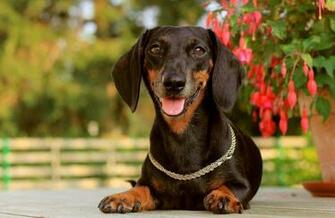 Dachshund Wallpaper
