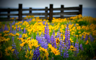 Yellow Flower Purple Fence Wildflower Field Nature HD Wallpaper
