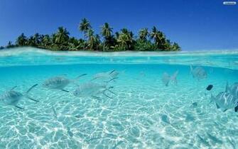 Tropical Wallpaper On