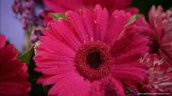 Flower Screensaver Screensavers