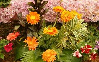 Pictures Of Beautiful Pink Flowers Home Design